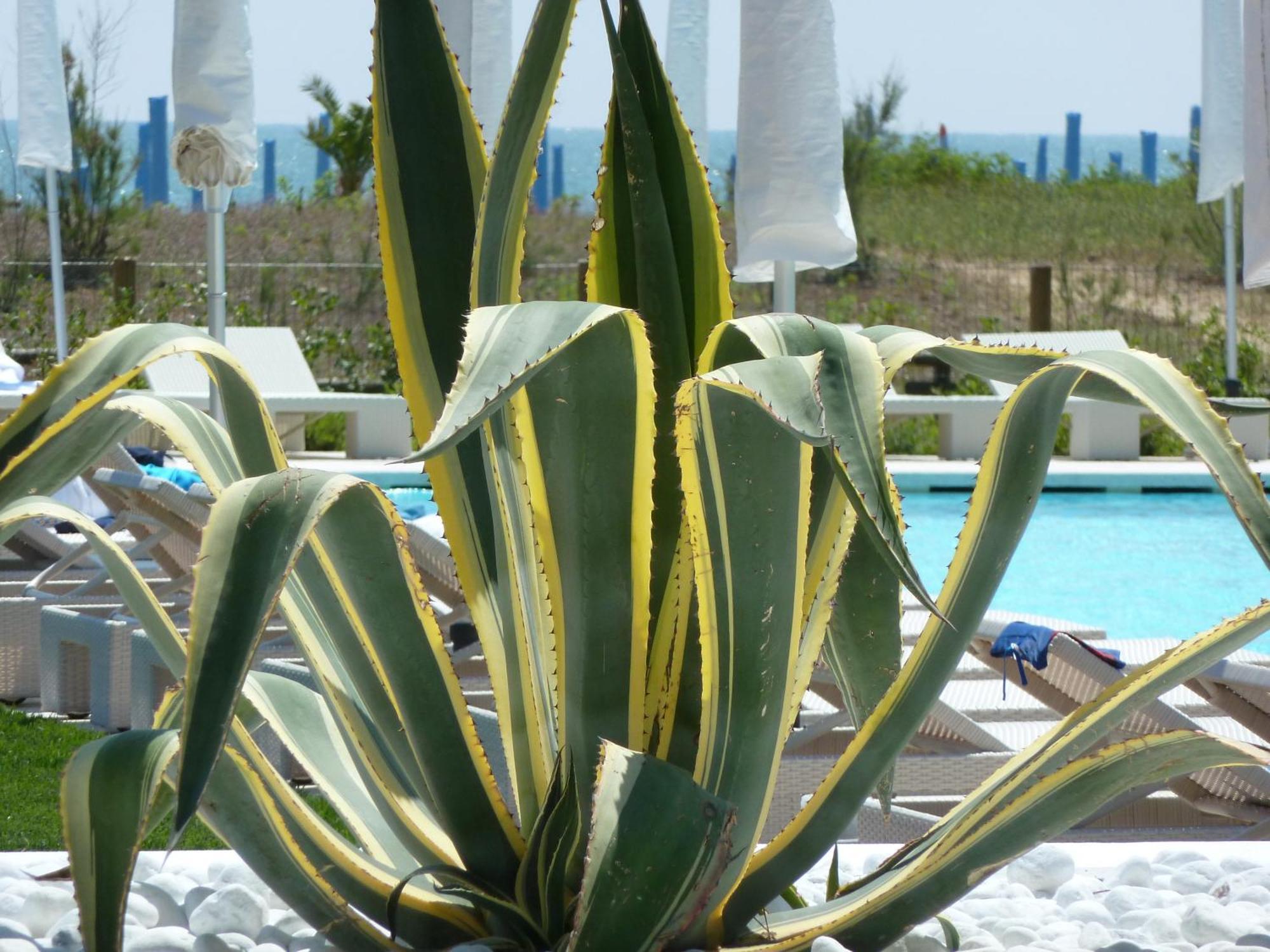 Hotel Mediterraneo Suite&Residence 利多迪迪耶索洛 外观 照片